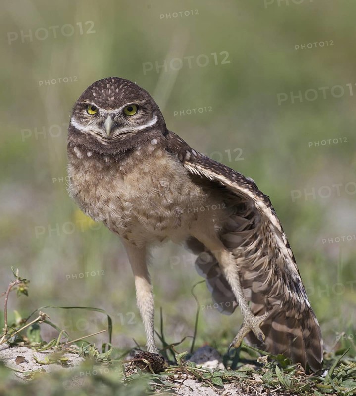 Burrowing Owl (Athene cunicularia), Florida, USA