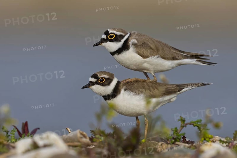 Little Ringed Plover (Charadrius dubius) pair mating, Saxony-Anhalt, Germany