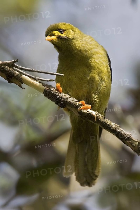 Bell Miner (Manorina melanophrys), Queensland, Australia