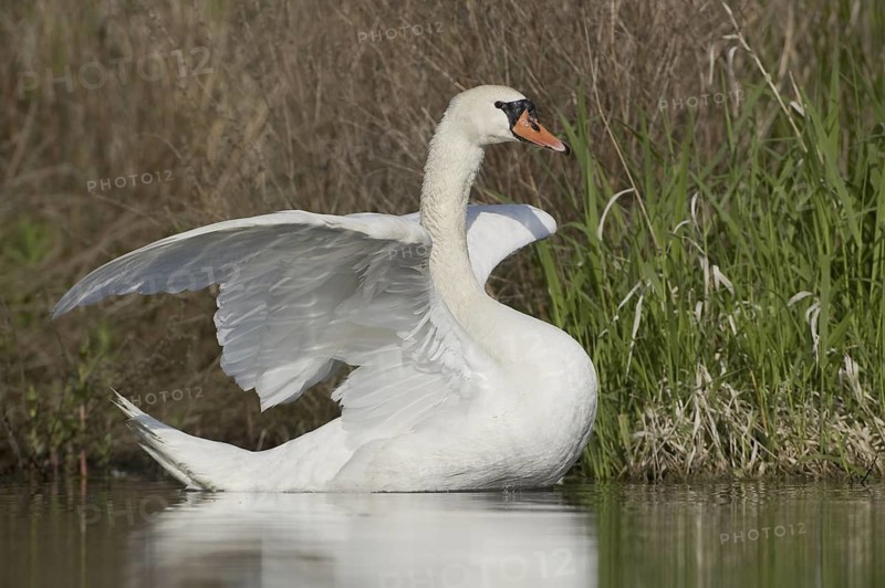 Mute Swan (Cygnus olor), Saxony, Germany