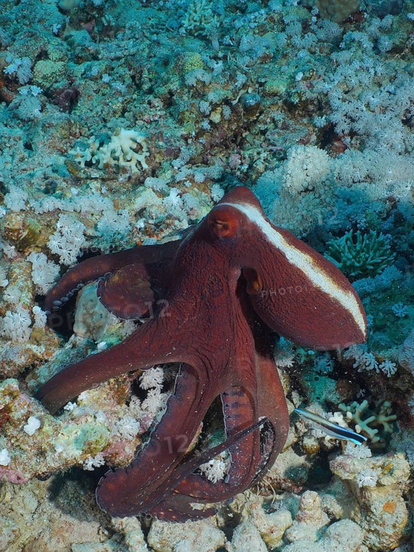 Big blue octopus (Octopus cyaneus Octopus cyanea)