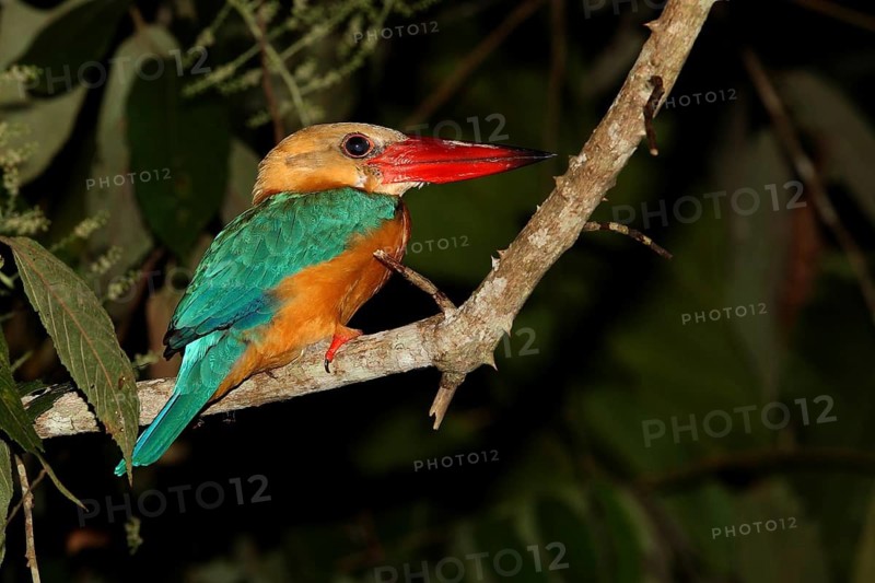 Stork-billed Kingfisher (Pelargopsis capensis), Borneo, Malaysia