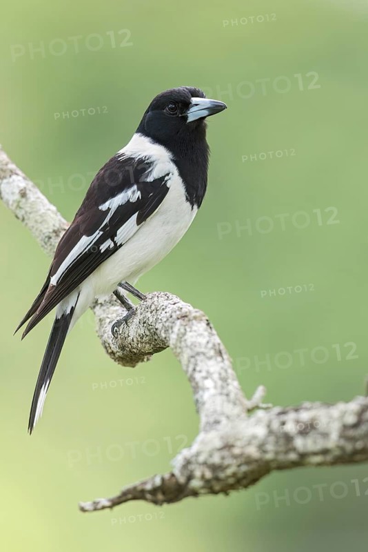 Pied Butcherbird (Cracticus nigrogularis) perched on a branch in eastern Australia
