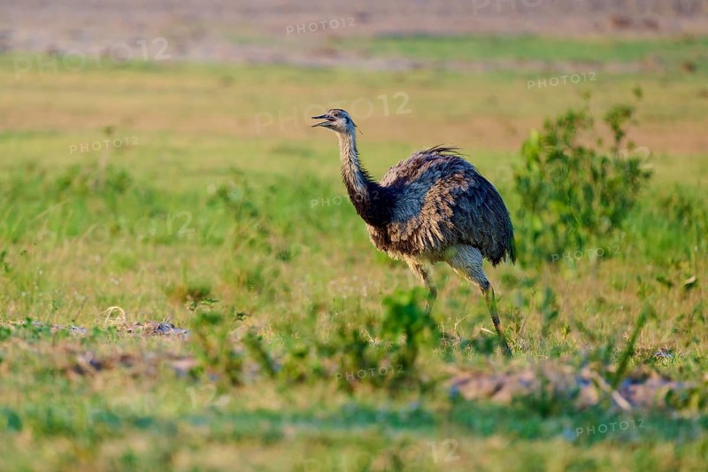 A Nandu walks through a green meadow, surrounded by natural vegetation, Nandu (Rhea americana), Pantanal, Mato Grosso, Brazil