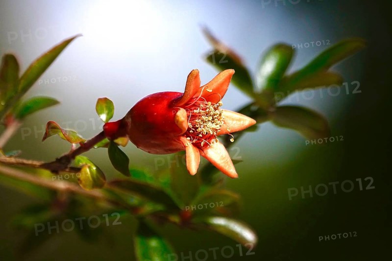 Pomegranate, small tree, May, Germany