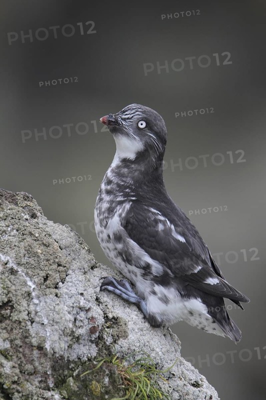 Least Auklet (Aethia pusilla), Alaska, USA