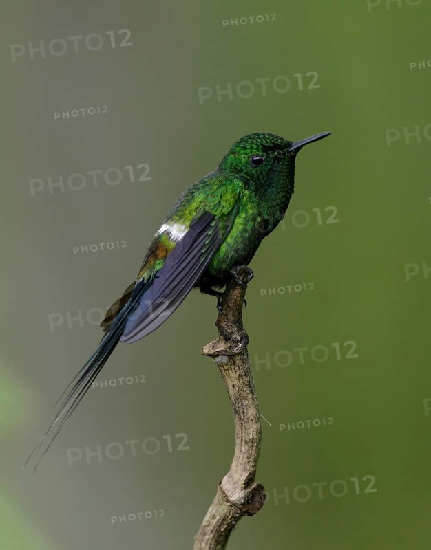 Green Thorntail (Discosura conversii) male perched on a branch, Pichincha, Ecuador
