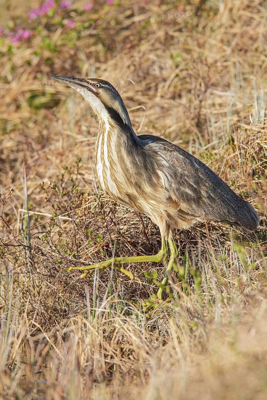 American bittern (Botaurus lentiginosus) on the tundra near Churchill, Manitoba, Canada