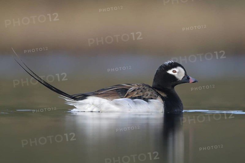 Long-tailed Duck (Clangula hyemalis) male, Alaska, USA