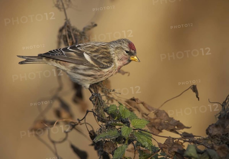 Common Redpoll (Acanthis flammea), Mecklenburg-Western Pomerania, Germany