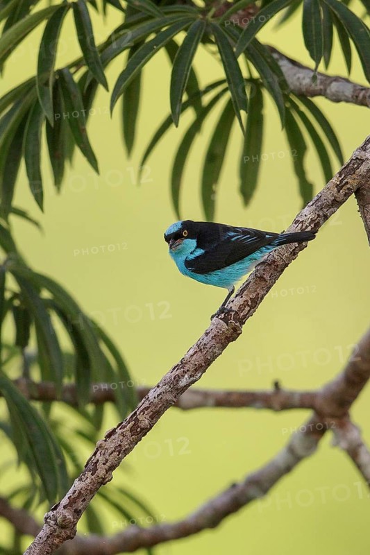 Black-faced Dacnis (Dacnis lineata) perched on a branch in Ecuador