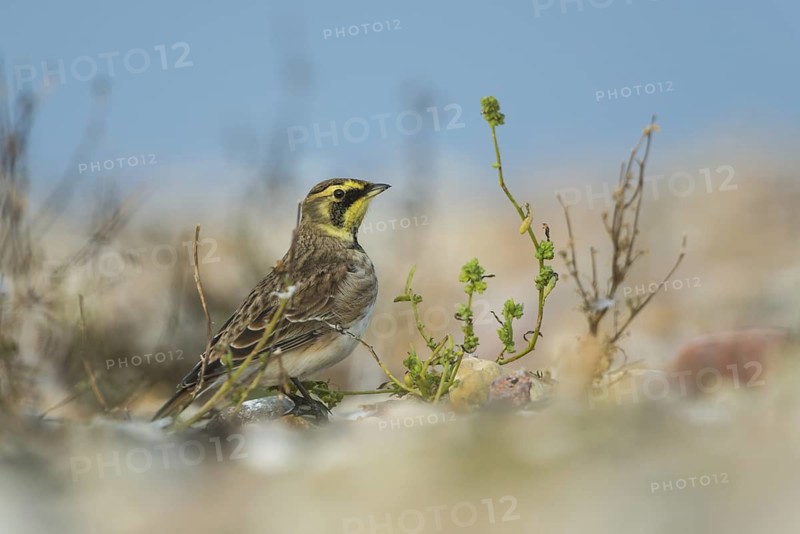 Horned Lark (Eremophila alpestris), Schleswig-Holstein, Germany
