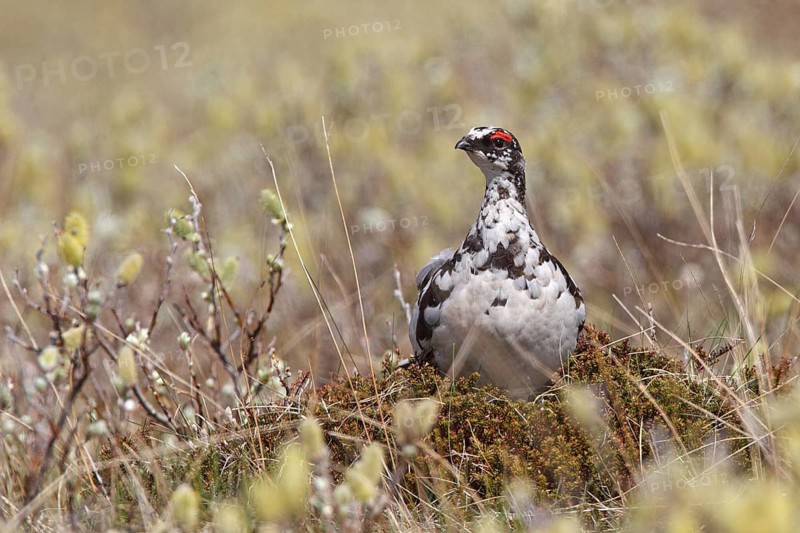 Alpenschneehuhn (Lagopus muta)