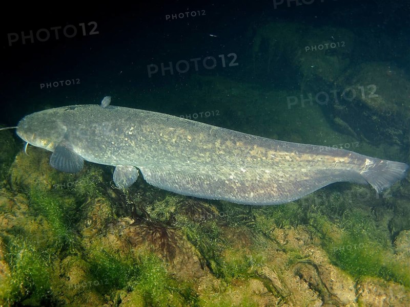 Wels catfish (Silurus glanis)