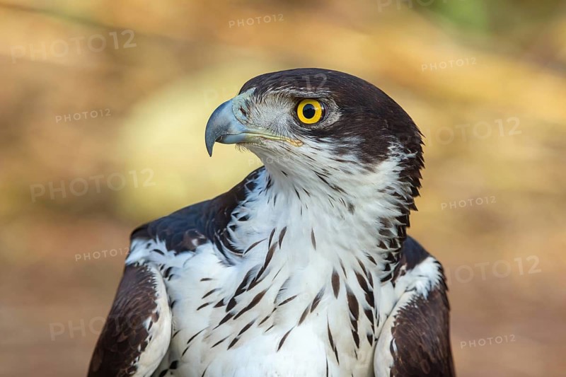 African Hawk-eagle, Acacia eagle, (Aquila spilogaster), perch, Tendaba camp / Tendaba photo hid, Kwinella, South Bank, Gambia