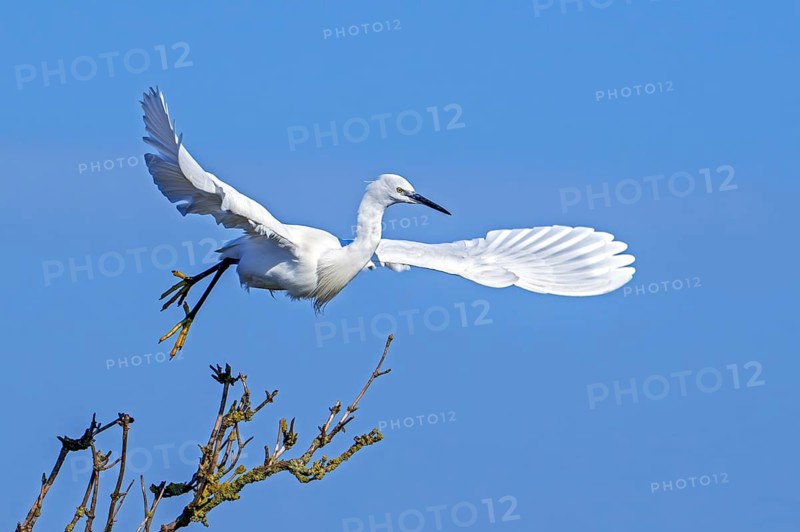 Little egret (Egretta garzetta) in flight, taking off from tree in late winter, early spring