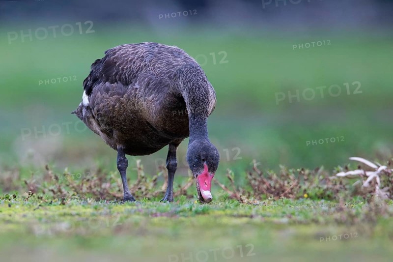 Black Swan (Cygnus atratus) grazing, Victoria, Australia