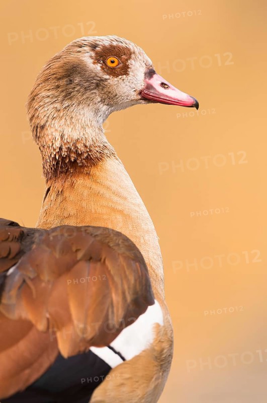 Egyptian Goose (Alopochen aegyptiaca), Hesse, Germany