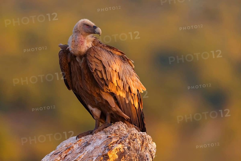 Griffon Vulture, Eurasian Griffon Vulture, Griffon Vulture, Eurasian Griffon, (Gyps fulvu), Vautour fauve, Buitre Leonado, Hides De Calera / Valley Hide, Calera Y Chozas, Castilla La Mancha / Toledo, Spain