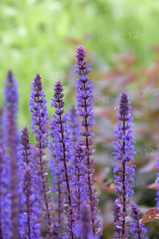 Steppe sage (Salvia nemorosa 'Caradonna'), University of Agricultural Sciences, Alnarp, Skane län, Sweden