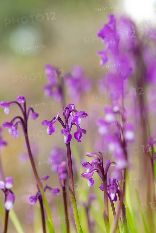 A stunning display of Orchis champagneuxii, showcasing vibrant purple flowers on slender green stems, captured in a natural, soft-focus background