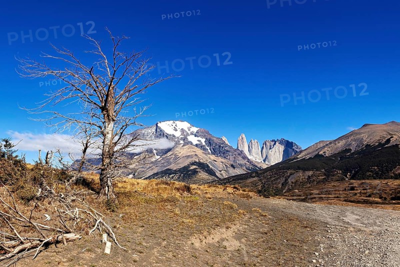 Barren landscape with a tree next to a path and snow-capped mountains, The rock towers of Torres del Paine in Patagonia Chile