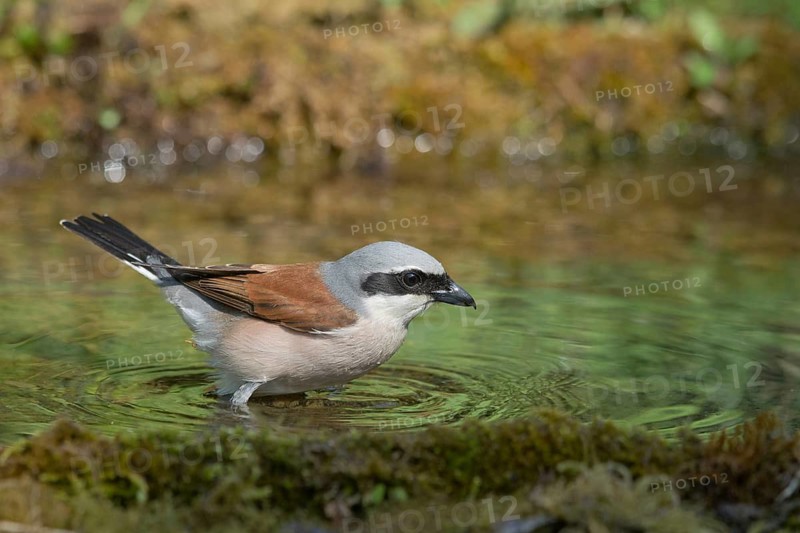 Red-backed Shrike (Lanius collurio) male at waterhole, Liguria, Italy