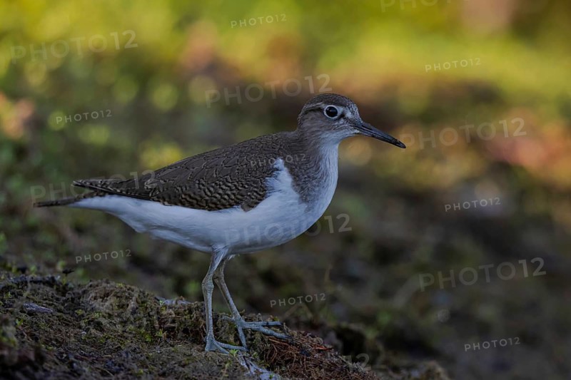 Common Sandpiper (Actitis hypoleucos), North Rhine-Westphalia, Germany