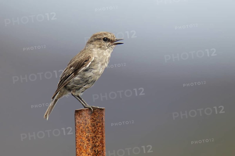 Dusky Robin (Melanodryas vittata), Tasmania, Australia