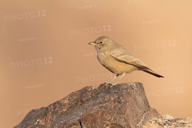 Desert Lark (Ammomanes deserti payni) perched on a rock, Eilat, Israel