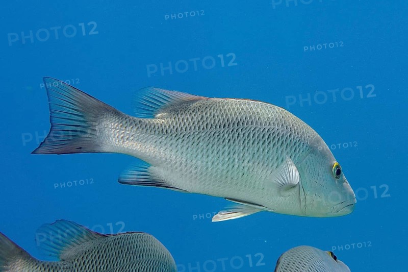 Mangrove snapper (Lutjanus argentimaculatus)