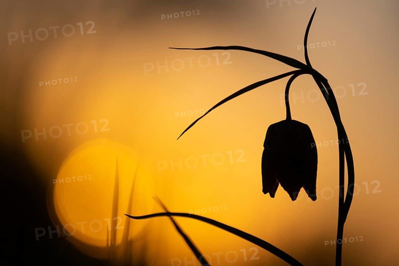 Snake's Head Fritillary (Fritillaria meleagris) at sunrise in a wet meadow in spring, Berne, Lower Saxony, Germany