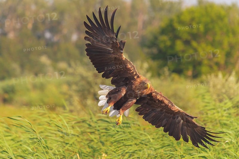 White-tailed Eagle (Haliaeetus albicilla) flying, Danube Delta, Romania