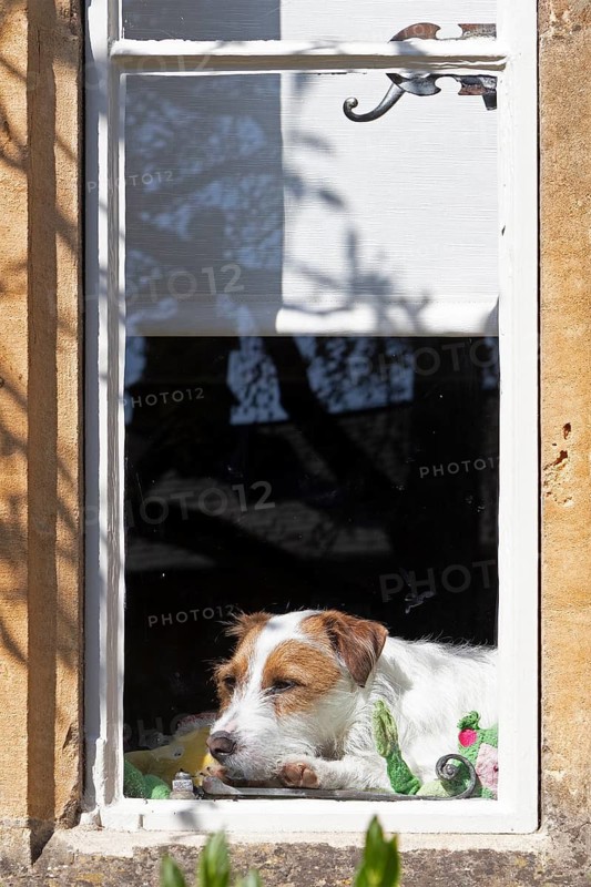 Dog lying in a window, house, Chipping Campden, The Cotswolds, England, Great Britain