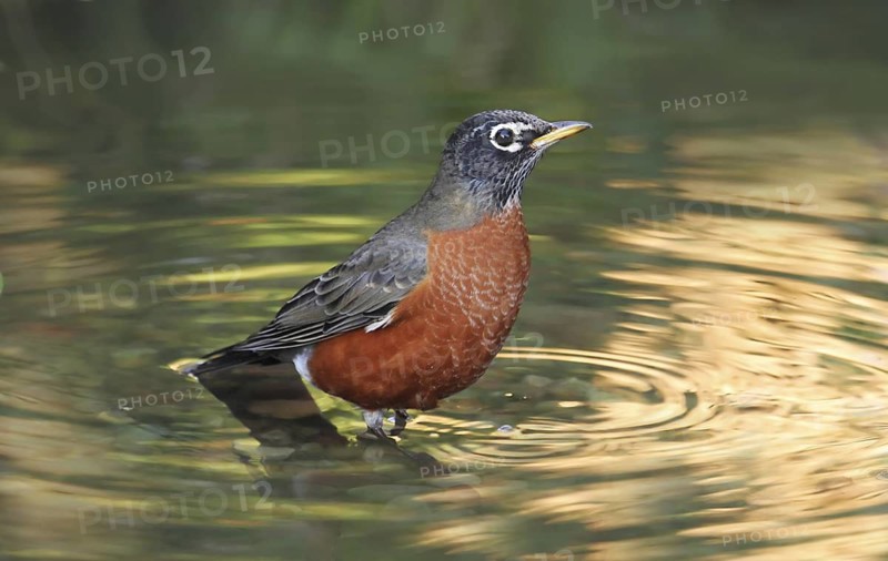 American Robin (Turdus migratorius) bathing, Saskatchewan, Canada
