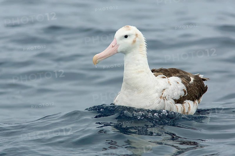 Wandering Albatross (Diomedea exulans), Victoria, Australia