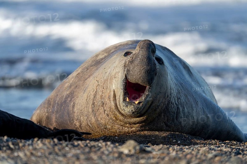 Southern elephant seal (Mirounga leonina), male with open mouth, lying on pebble beach in front of surf, Península Valdés, Argentina