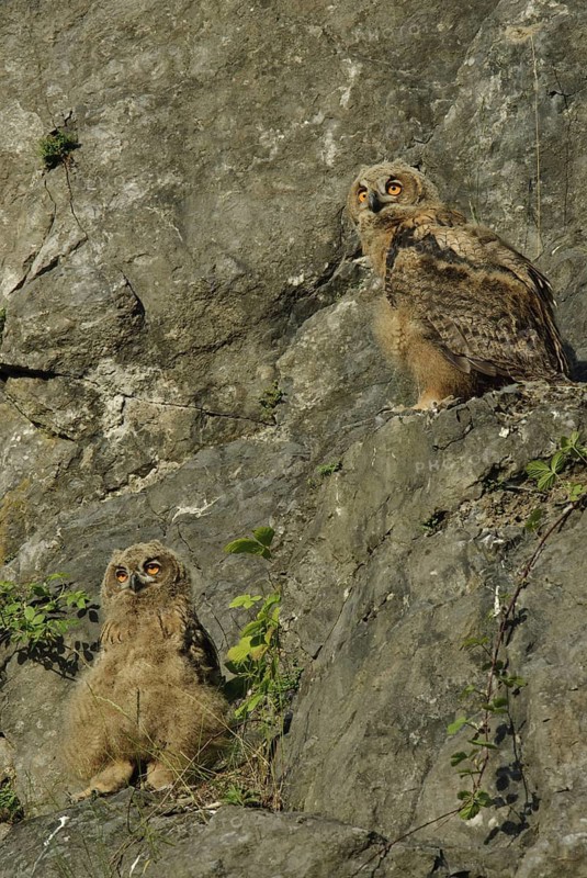 Eurasian Eagle-Owl (Bubo bubo) juvenile, North Rhine-Westphalia, Germany