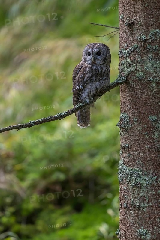 One tawny owl or brown owl (Strix aluco) sitting on a twig of a tree in the bavarian forest. Green vegetation in the background