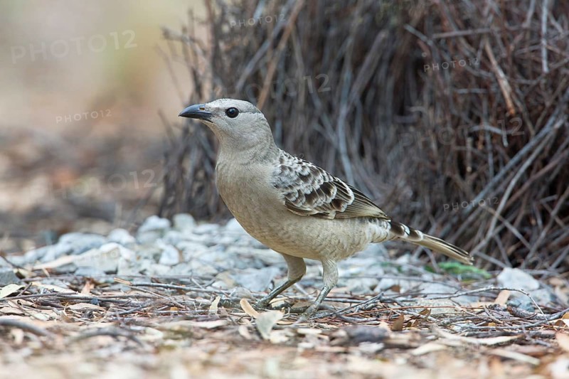 Great Bowerbird (Chlamydera nuchalis), Queensland, Australia
