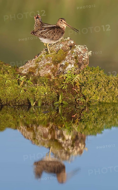 Wilson's Snipe (Gallinago delicata) perched on the ground, British Columbia, Canada