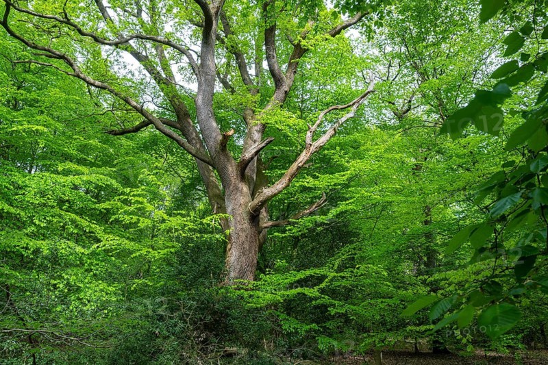 Spring in the Baumweg jungle, Emstek, Lower Saxony, Germany