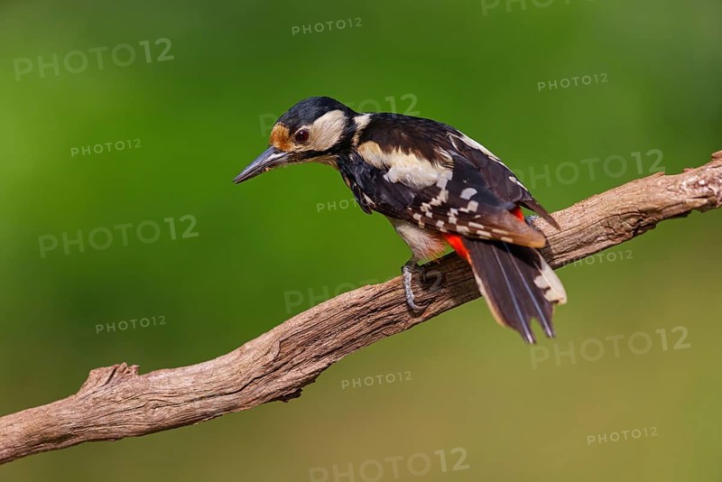 Great spotted woodpecker (Dendrocopos major) Picoides major, Pic Èpeiche, Pico Picapinos, forest, Hassloch, Rhineland-Palatinate, Germany