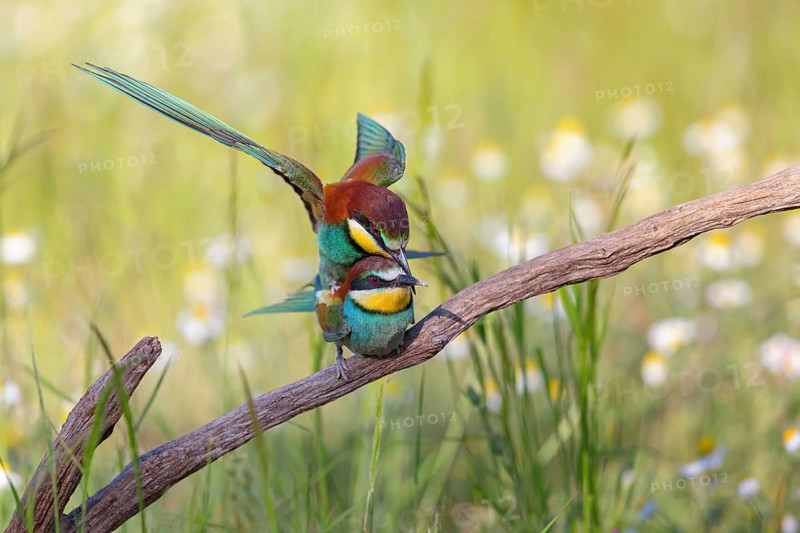 Bee-eater, (Merops apiaster), copula, mating, Tiszaalpár, Kiskunsági National Park, Bács-Kiskun, Hungary