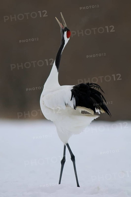 Red-crowned Crane (Grus japonensis) calling, Hokkaido, Japan