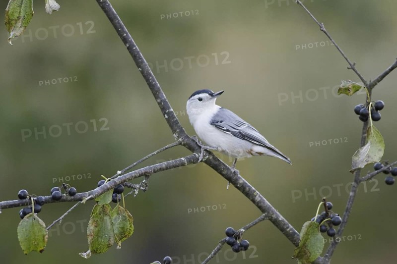 White-breasted Nuthatch (Sitta carolinensis), Ontario, Canada