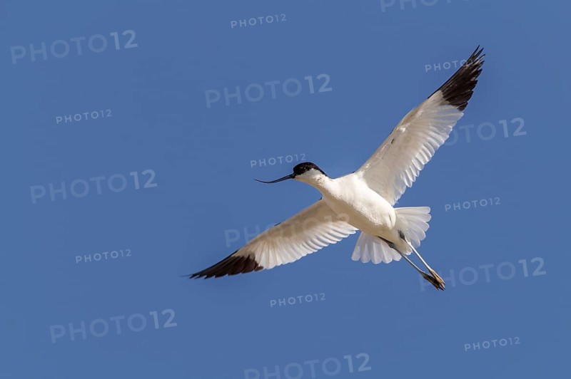 Pied Avocet (Recurvirostra avosetta) flying, Texel, Netherlands