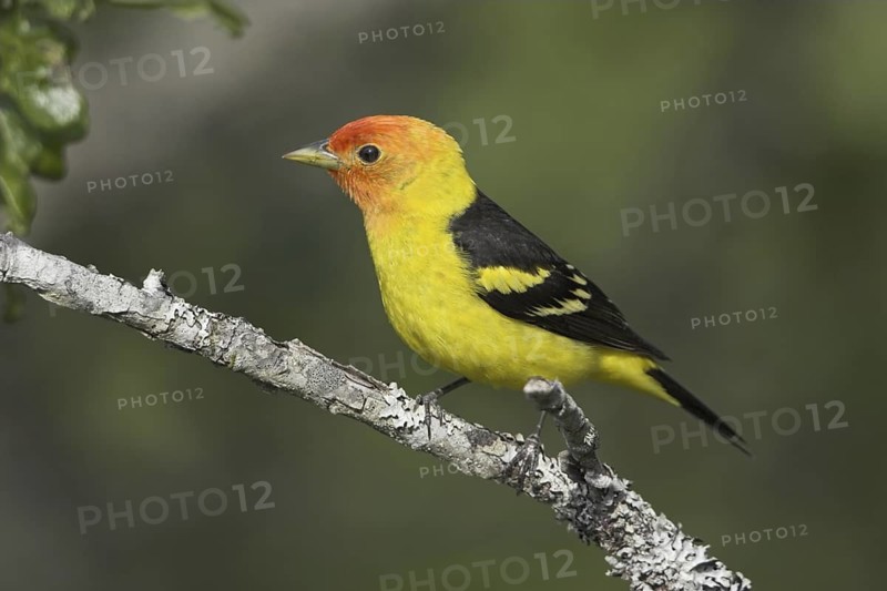 Western Tanager (Piranga ludoviciana) male, British Columbia, Canada