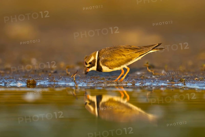 Common Ringed Plover (Charadrius hiaticula) foraging, North Rhine-Westphalia, Germany