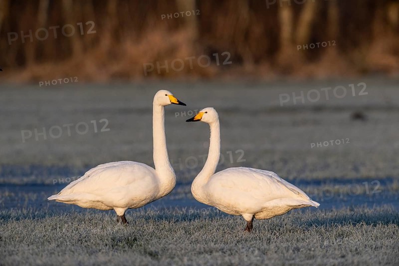 Whooper swans (Cygnus cygnus), Emsland, Lower Saxony, Germany